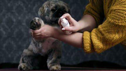 Moser Animal soins chien