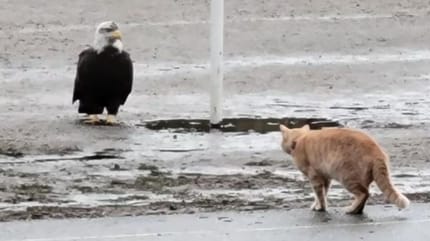 Katze und Weißkopfseeadler