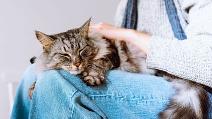 chat qui vomit