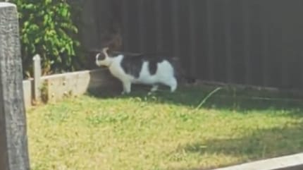 Un chat dans un jardin
