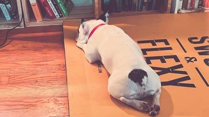 Französische Bulldogge