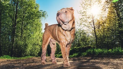 Shar Pei hond in het bos