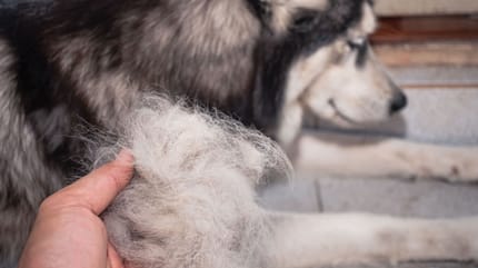 cani che non perdono pelo: husky perde ciuffi