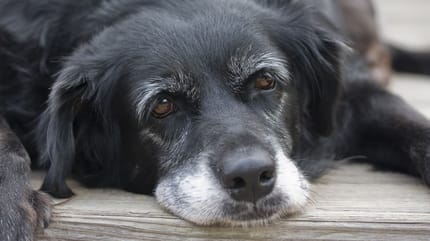 Alter Hund