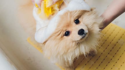 Cane bagnato con schiuma in una bacinella