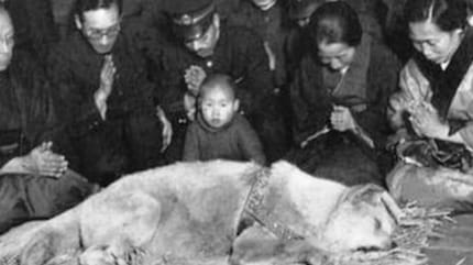 Hachiko - het leven van de trouwste hond in een oogopslag