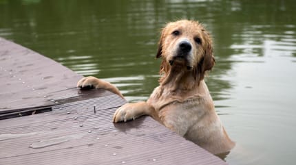 Hund im Wasser