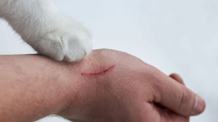 maladie des griffes du chat