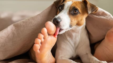 cane lecca piedi di un umano