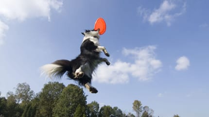 Disc Dog: border collie afferra il frisbee al volo