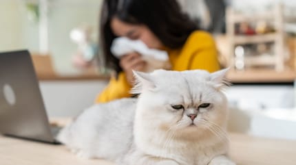 ragazza allergica ai gatti prova rimedi omeopatici