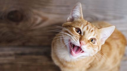Kitten miauwt