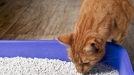 Kat op de kattenbak