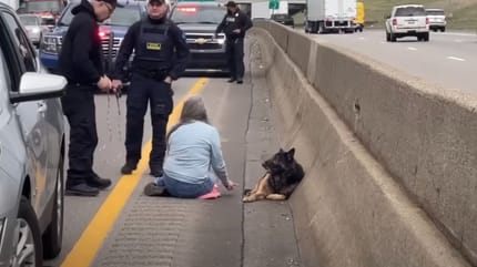 Schäferhund auf der Autobahn