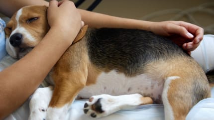 antidolorifici per cani: beagle in preda al dolore