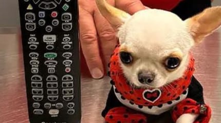 perro mas pequeno del mundo