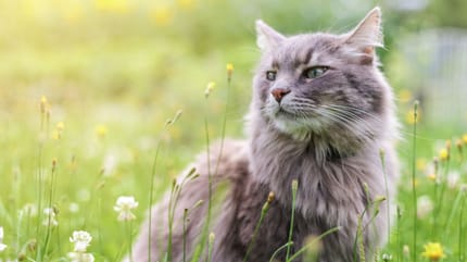 enclos chat