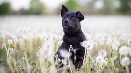 Un chien dans un champs