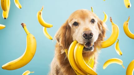 Un chien entouré de bananes