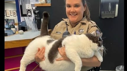 gato más gordo del mundo