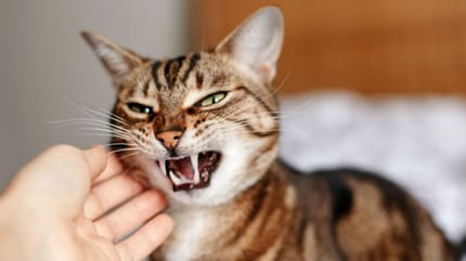 chat stressé