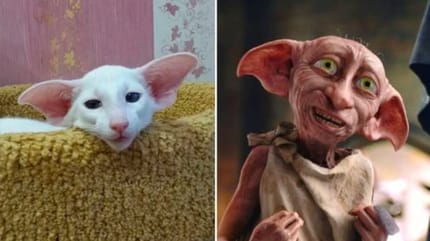 Katze sieht Dobby aus Harry Potter verblüffend ähnlich