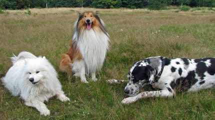 100 nomi per cani maschi