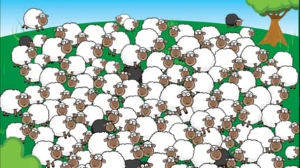 Schafherde Suchbild Hund Woolly