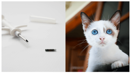 Katze chippen Kosten: Chip mit Katze