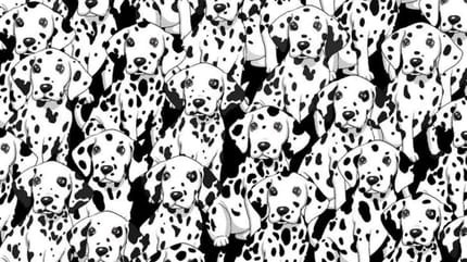 Dalmatiner Suchbild