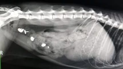 Röntgenbild Katze