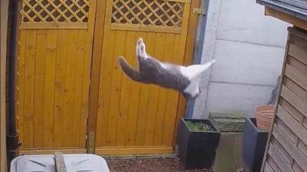 Katze fliegt über Zaun