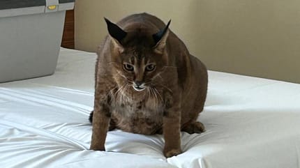 Caracat auf Hotelbett