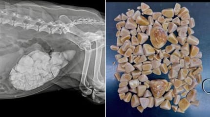 Tierarzt röntgt einen Hund: Als er die Bilder sieht, fällt er fast vom Glauben ab!