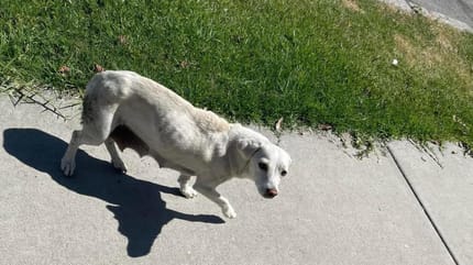 Tierretter finden Hundemama im Garten