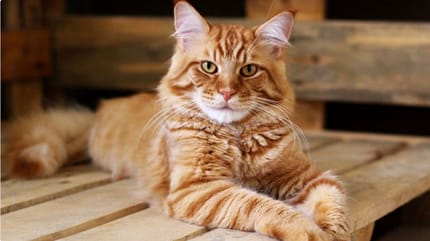 De grootste huiskat ter wereld: maak kennis met Barivel de grootste Maine Coon ooit