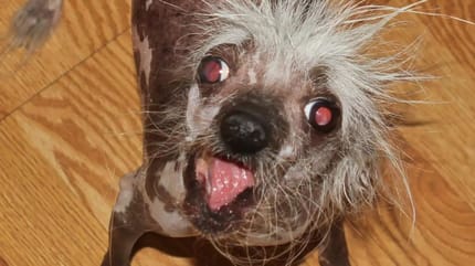 Rascal gilt offiziell als hässlicher Hund