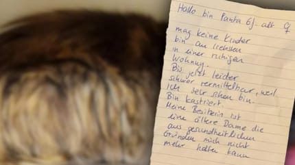 Transportbox mit Katze und Zettel vor dem Tierheim abgestellt