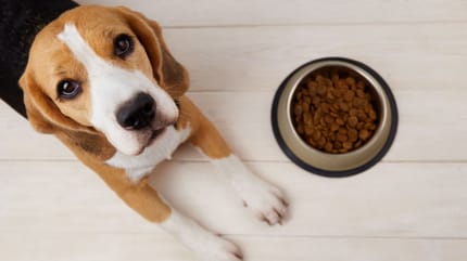 Comment choisir l'alimentation de son chien ?