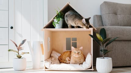 Cohabitation entre chats: comment accueillir le nouveau chat ?