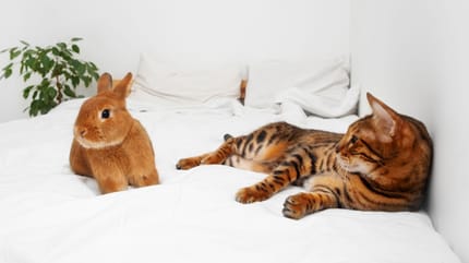 Chat et autres petits animaux : une cohabitation est-elle possible ?