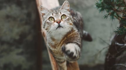 Les « armes » du chat