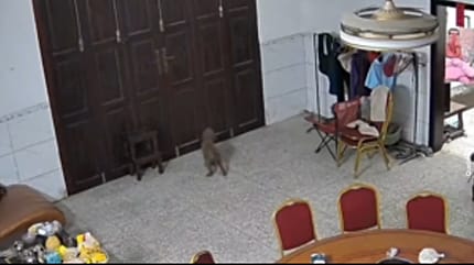 Pudel bellt vor der Haustür