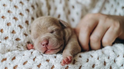 Besoins nutritionnels du chiot nouveau-né