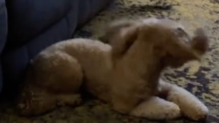 Un lapin décide de se servir d’un chien pour jouer : leur relation va vous faire fondre
