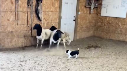 Dans une vidéo, il partage les premiers pas de deux chiots gardant des animaux de ferme