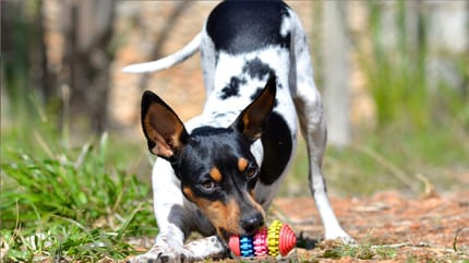 Ratonero Valenciano: Das charmante Energiebündel aus Spanien