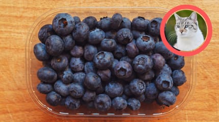 Czy kot może jeść borówki?