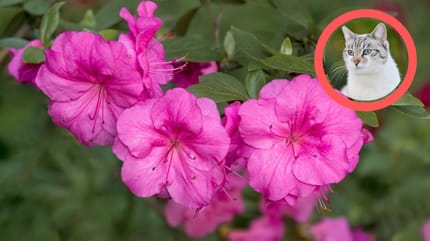 czy azalia jest trująca dla kota?