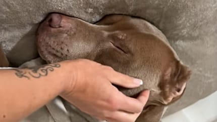 Süßer Fundhund bekommt gesagt, dass er geliebt wird: Seine Reaktion trifft jeden ins Herz